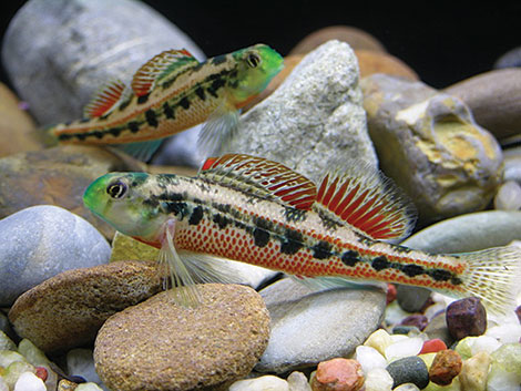 Fish communicating with color