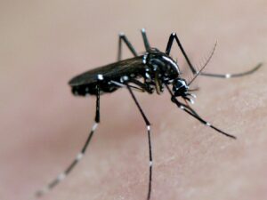 Zika mosquito