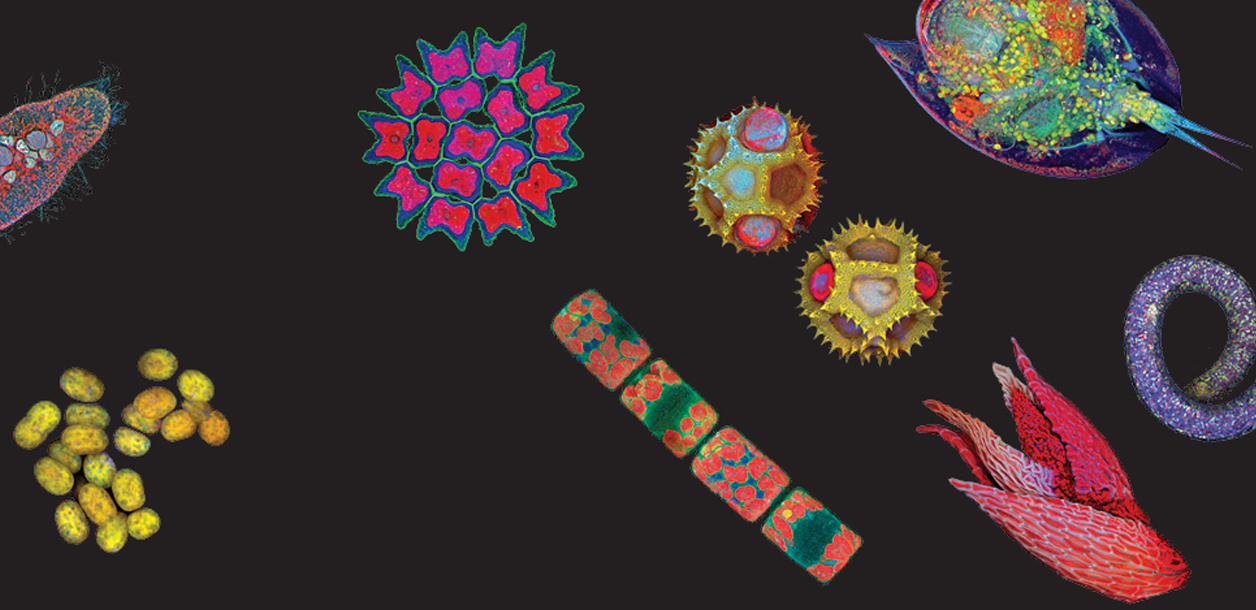 Highly magnified organisms collected and photographed at UMBC by Tagide deCarvalho.