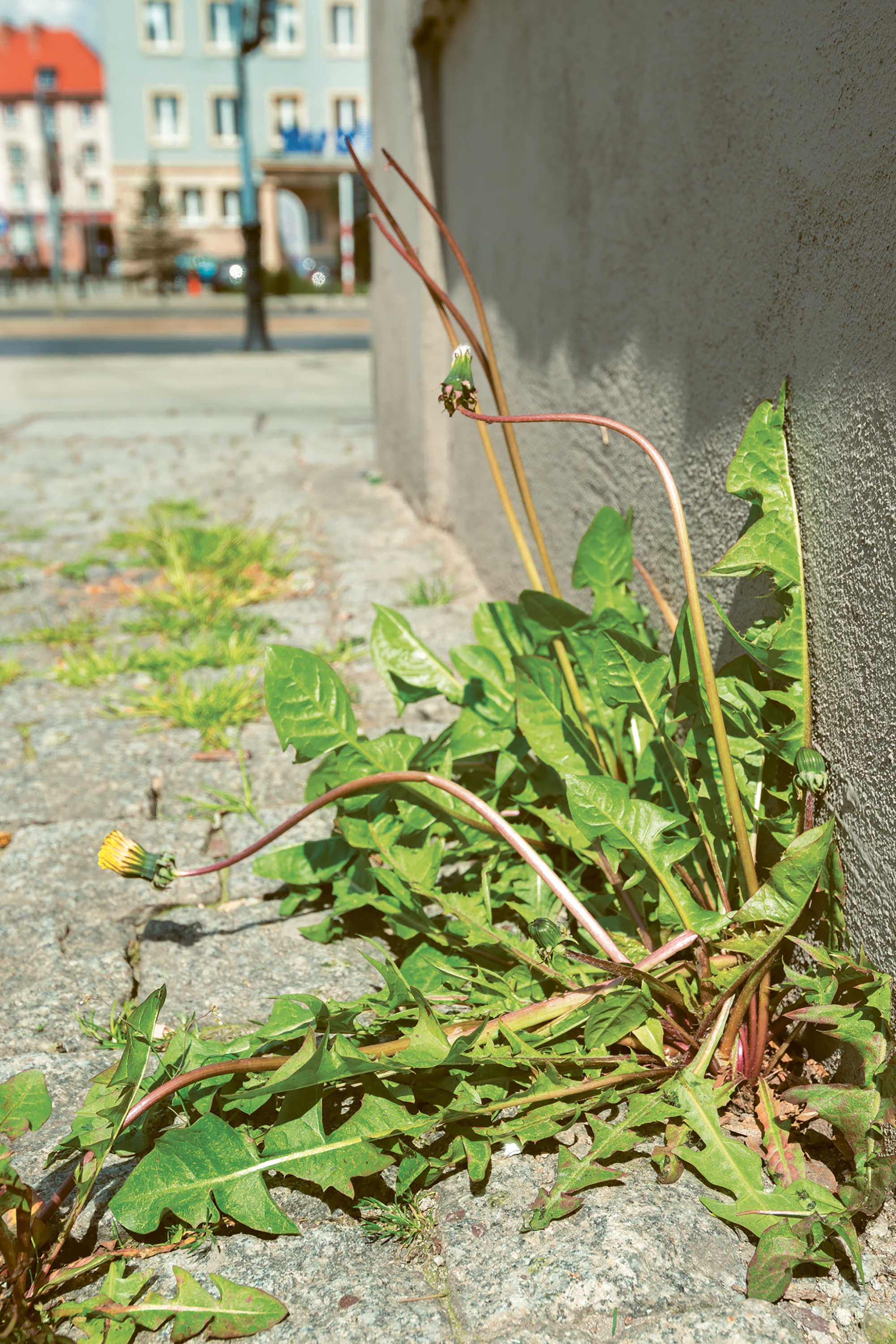 Wroclaw, Poland, 2016. From the series Uncultivated by Lynn Cazabon.
