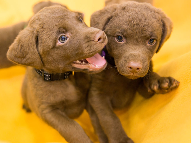 Two Chesapeake bay retriever puppies