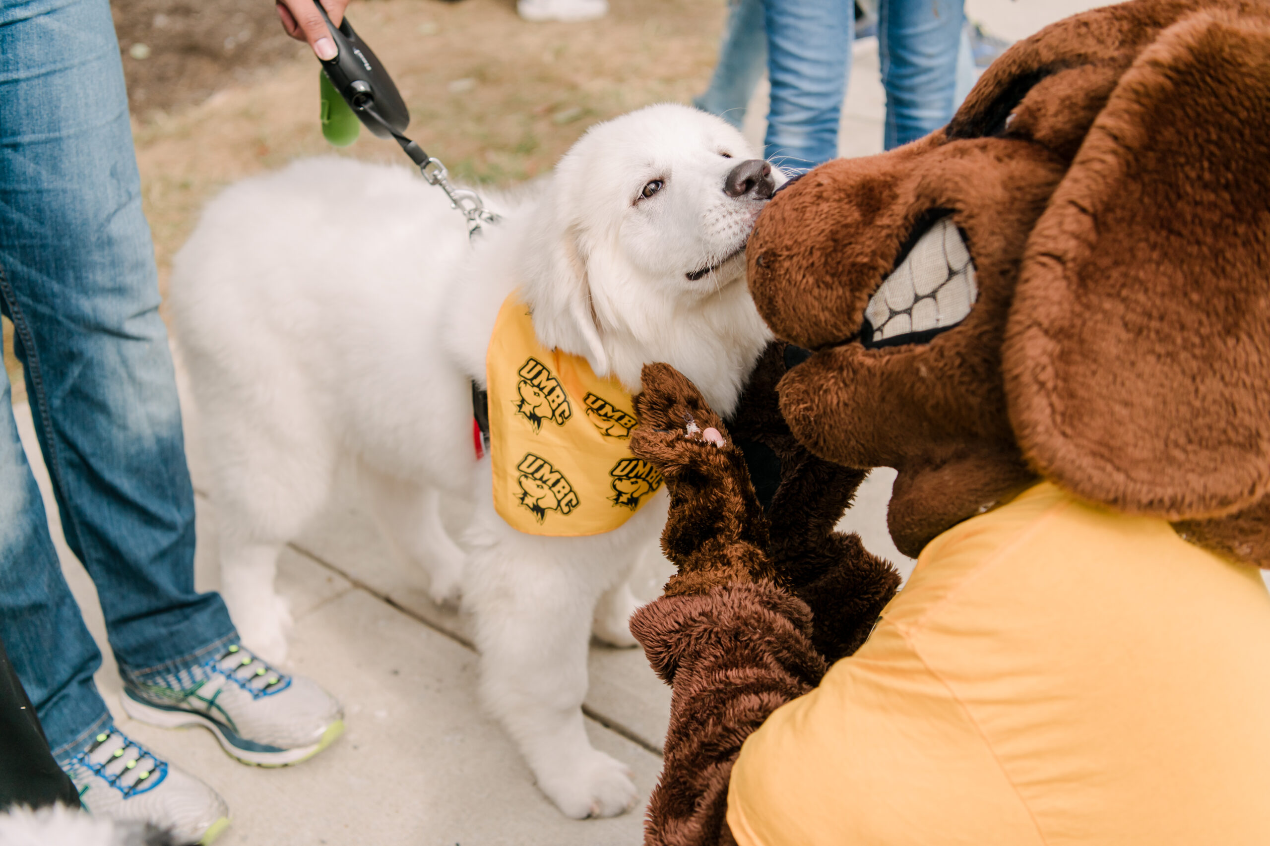 True grit pets dog