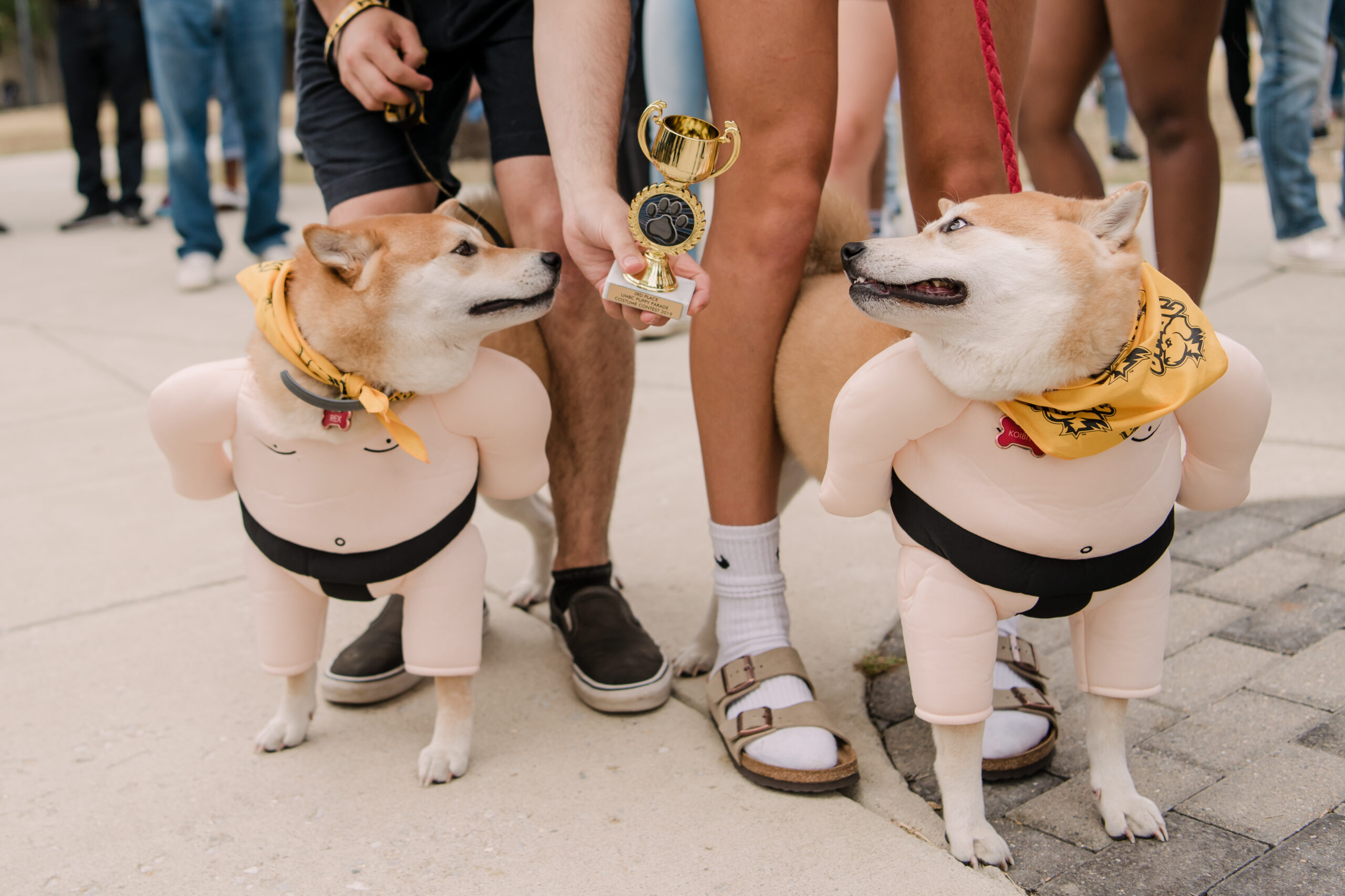 two dogs in sumo costume with prize