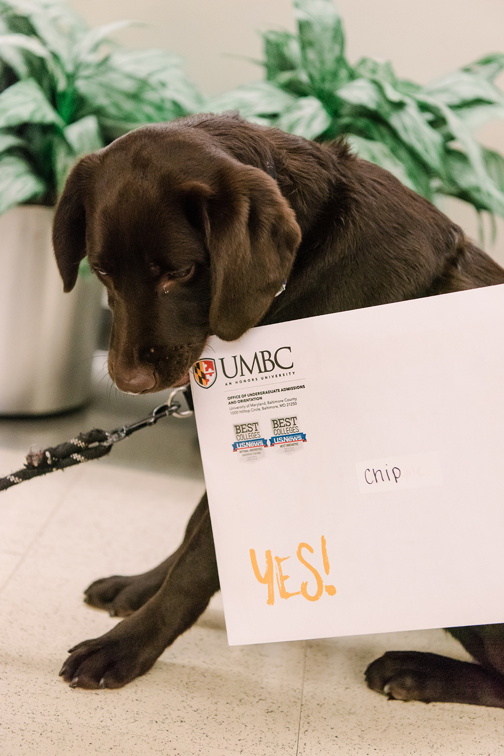 UMBC Police comfort dog Chip bites the corner of her UMBC acceptance letter