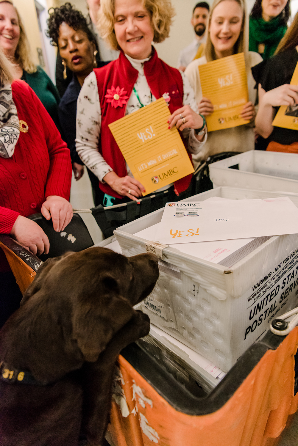 UMBC Police comfort dog stands on find legs to accept a UMBC acceptance letter out of a postal box