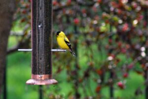 Goldfinch at a backyard birdfeeder