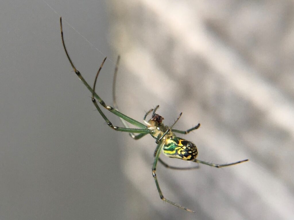 black and green spider