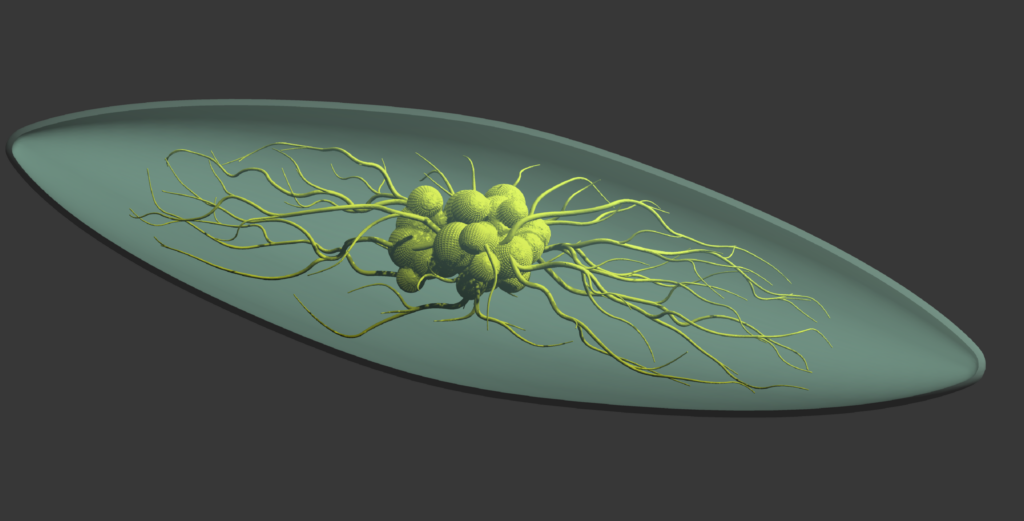 An image of a dinoflagellate, a microscopic organism that lives underwater.