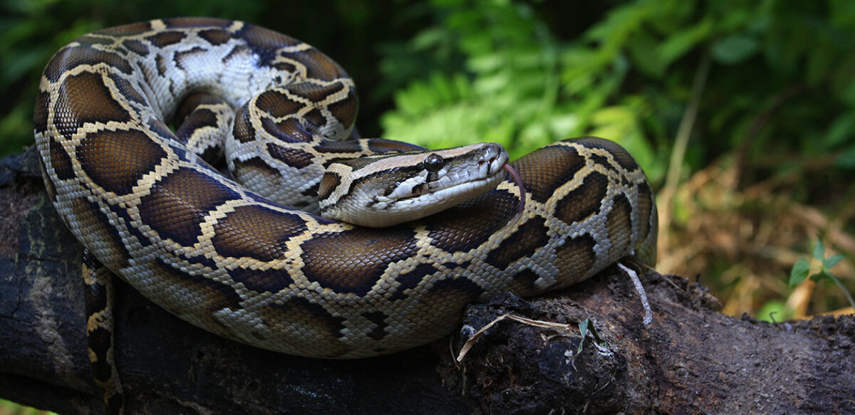 Paving The Way In Python-Tracking - UMBC: University Of Maryland ...