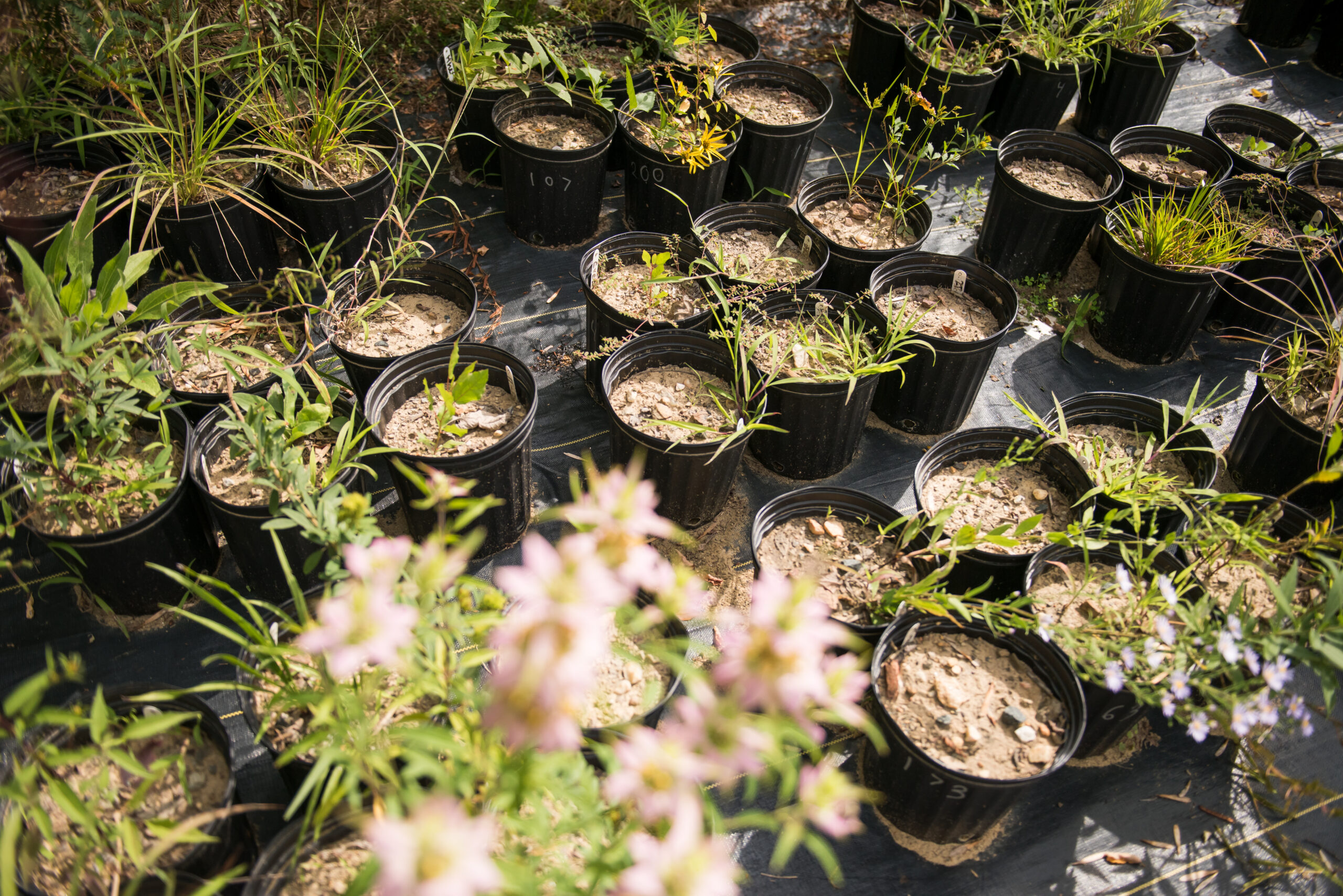 about 20 black plastic pots containing small native plants