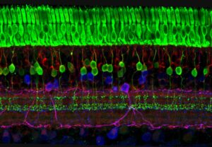 Microscope image. Black background; neon green, tightly packed cylindrical-looking cells at the top, with more sparse layers of red, blue, purple, and green cells below.