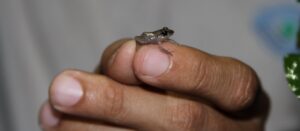A coquí frog sitting on top of a person's index and thumb fingers