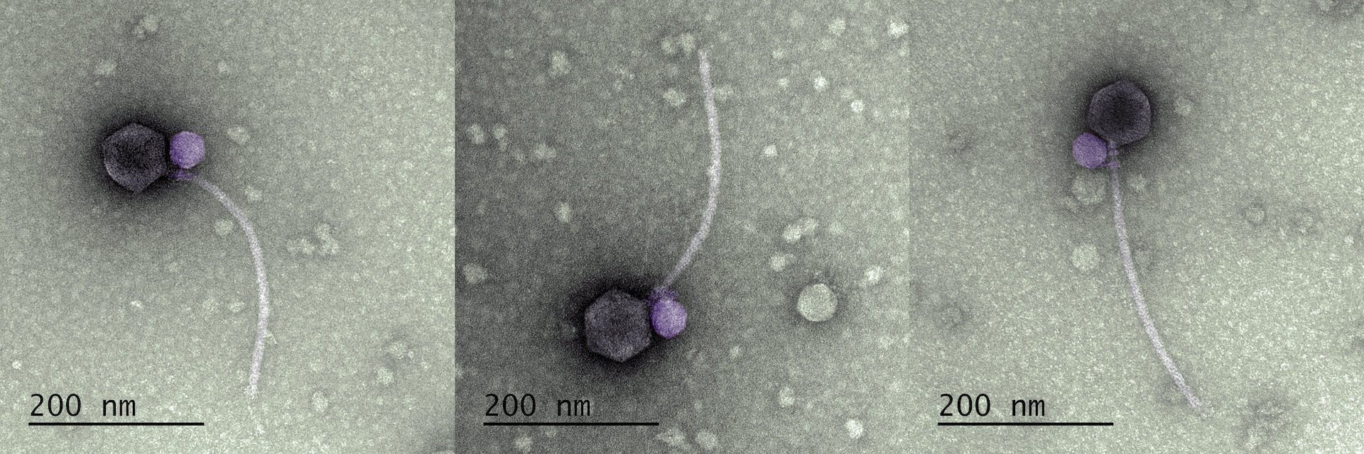a gray ball with a long, skinny, light gray tail; a smaller purple ball is attached where the ball and tail join.
