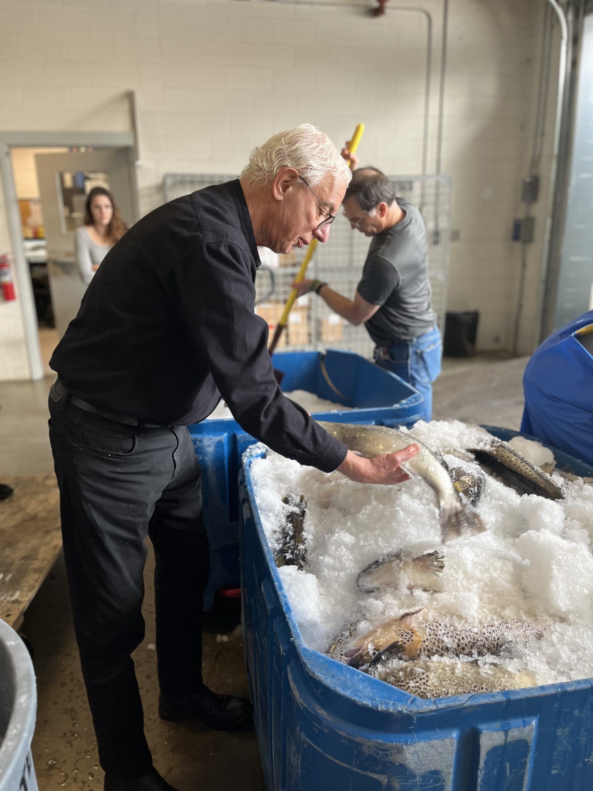 A man holds a large fish over a huge blue tub full of ice and other fish.
