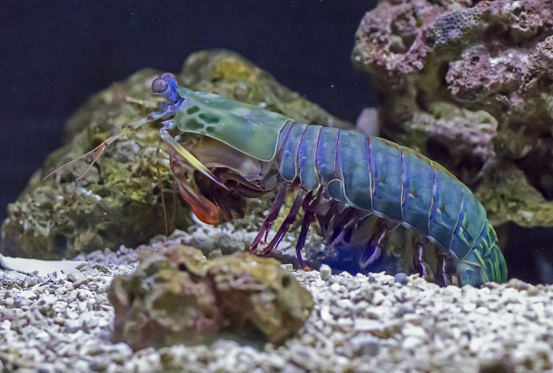 a bright blue, green, red, and purple crustacean with a lot of legs and eyes on protruding stalks crawls along a seafloor
