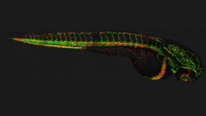 microscope image of a fish embryo, with blood vessels stained green, yellow, and orange