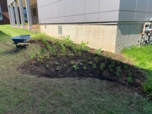a patch of soil adjacent to a building planted with many small, bright green plants known to support pollinators