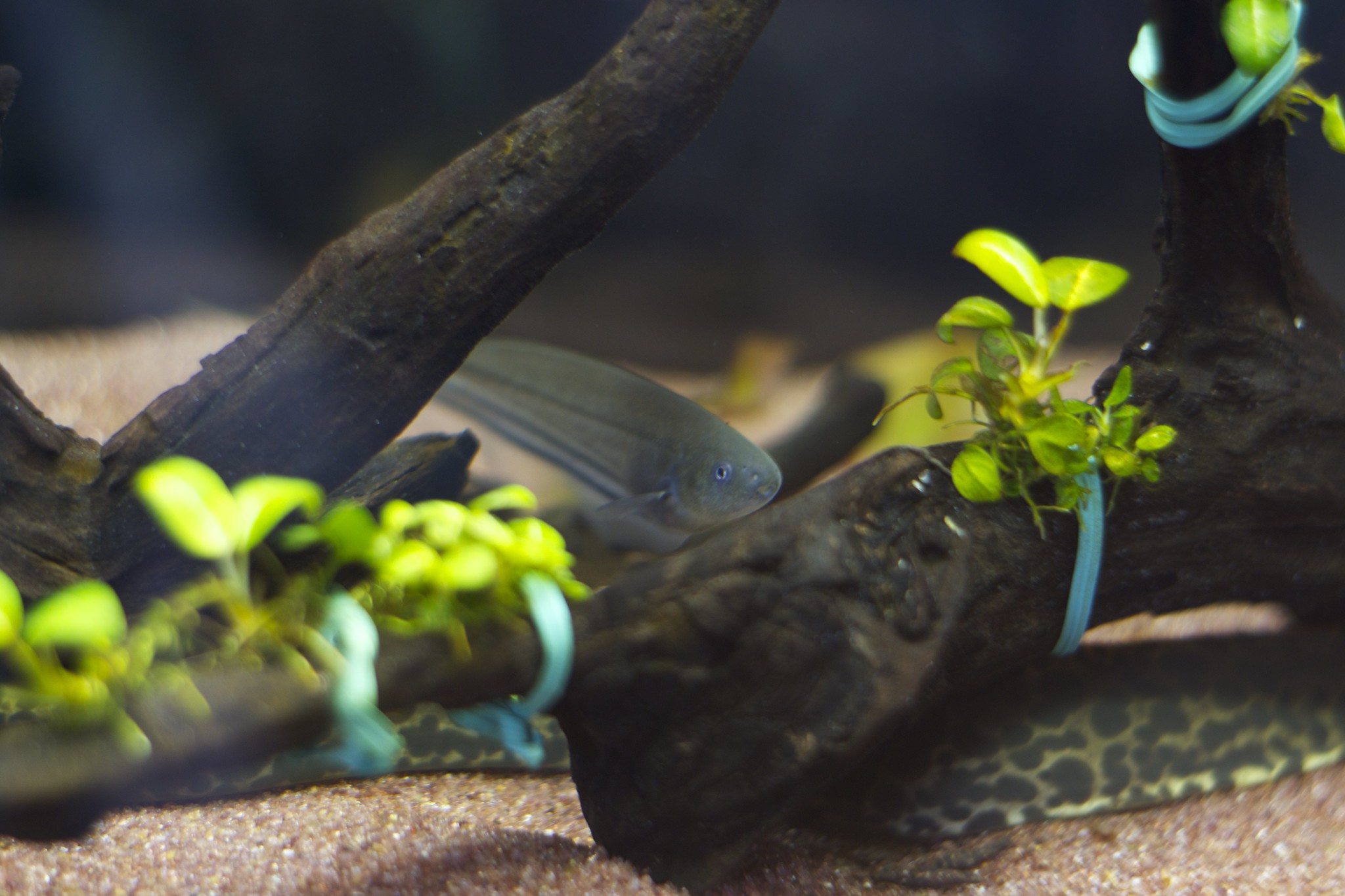 a fish explores a tank with some artificial green plants and a stick