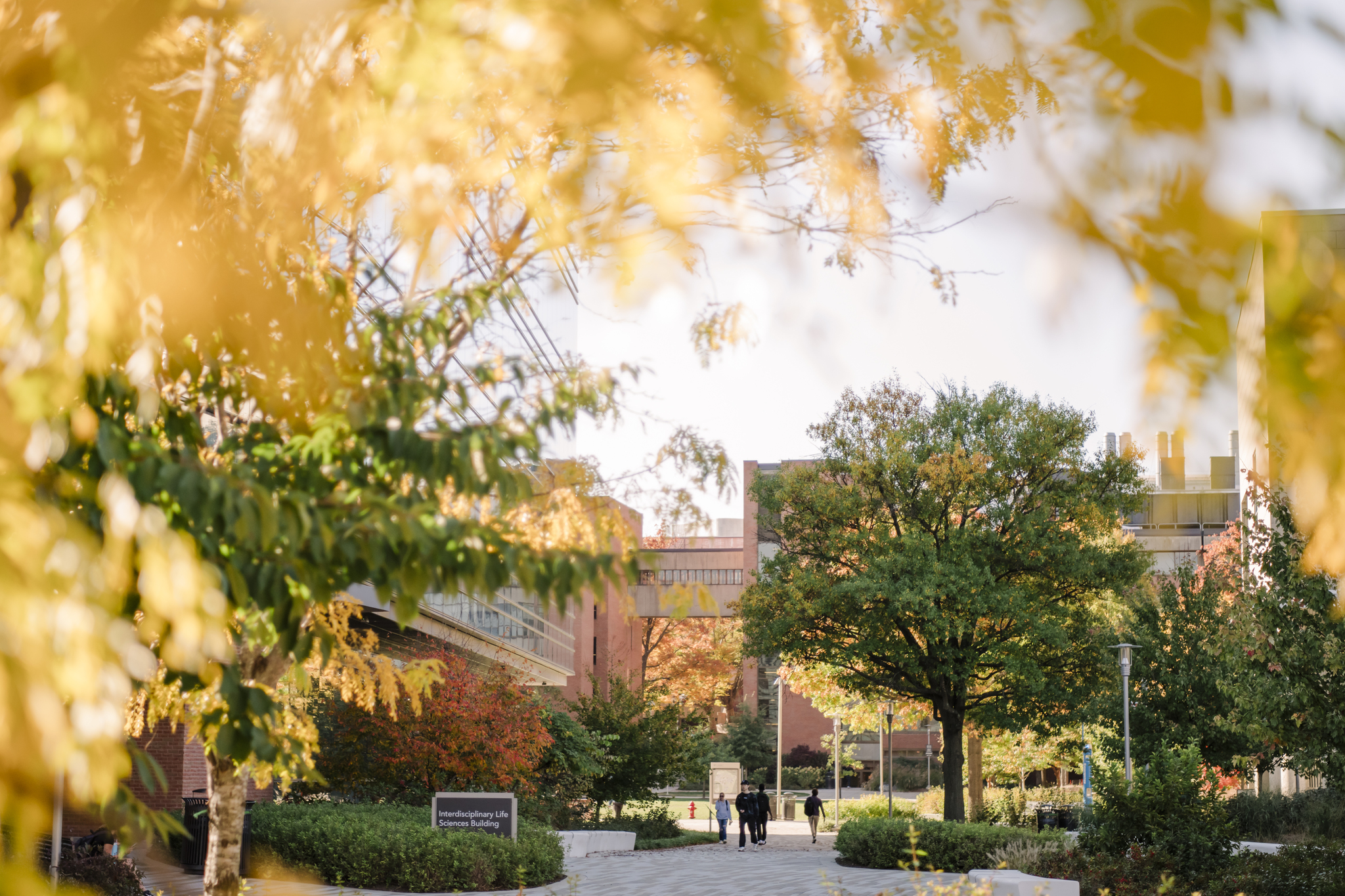 Yellow and green leaves frame a view of the Interdisciplinary Life Sciences Building