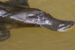 A platypus in the water