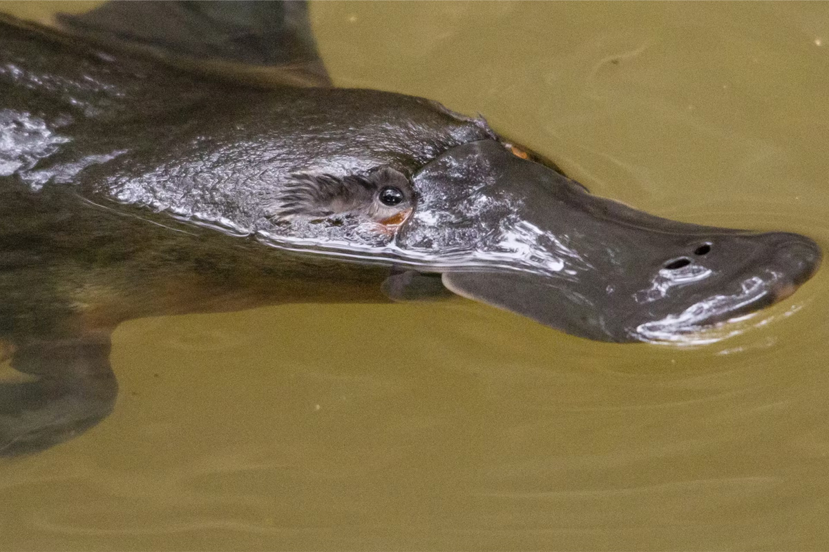 A platypus in the water