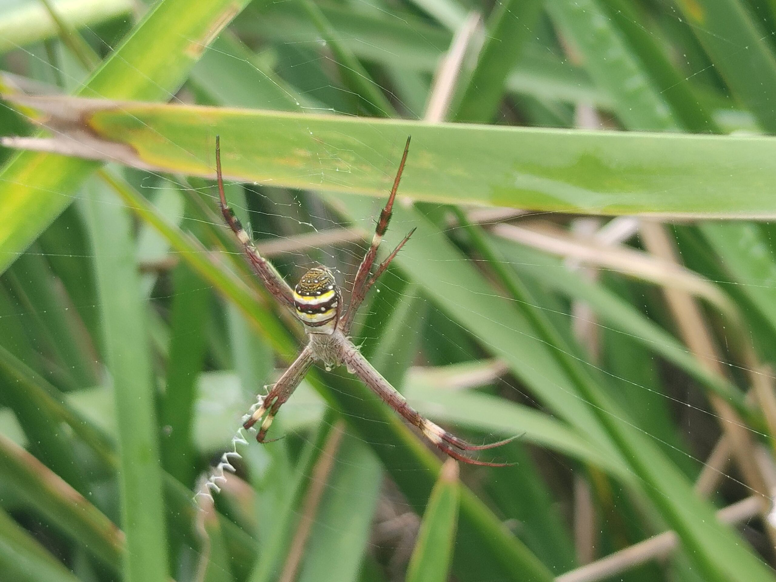 a large yellow and brown striped spider in its web